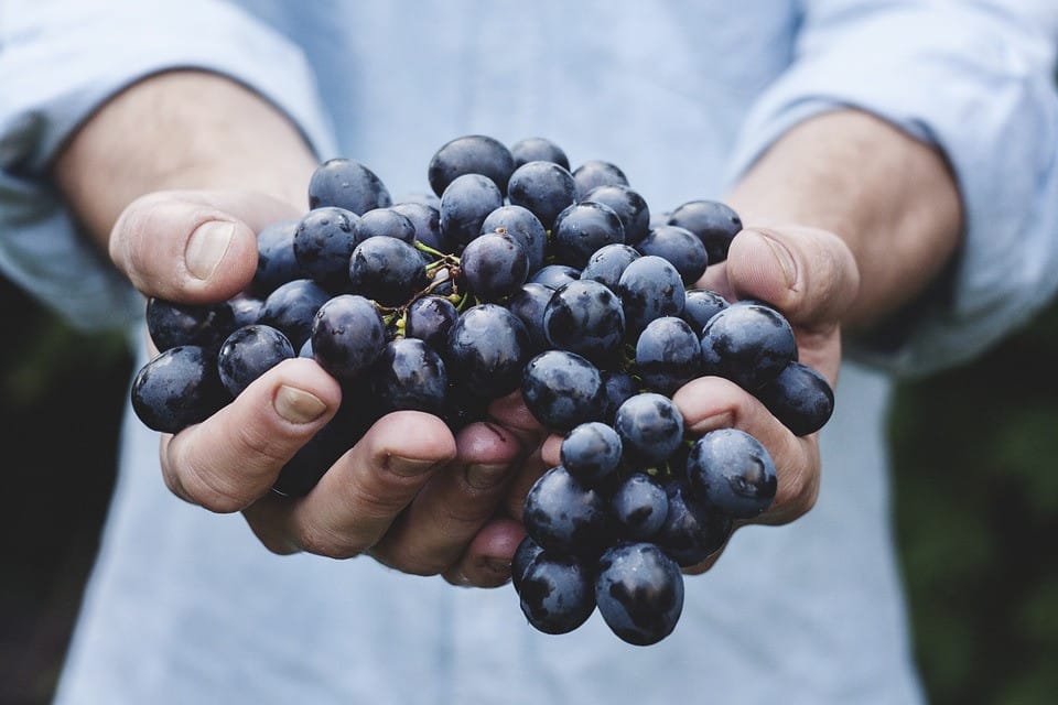 grapes in hand